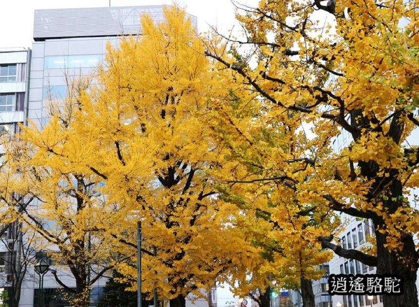 深秋寒雨中的大通公園-日本駱駝