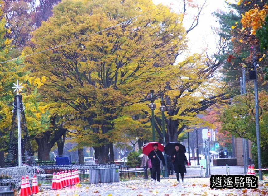 深秋寒雨中的大通公園-日本駱駝