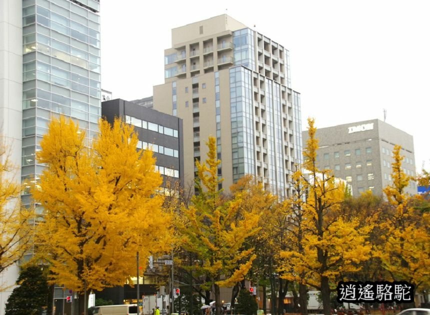 深秋寒雨中的大通公園-日本駱駝