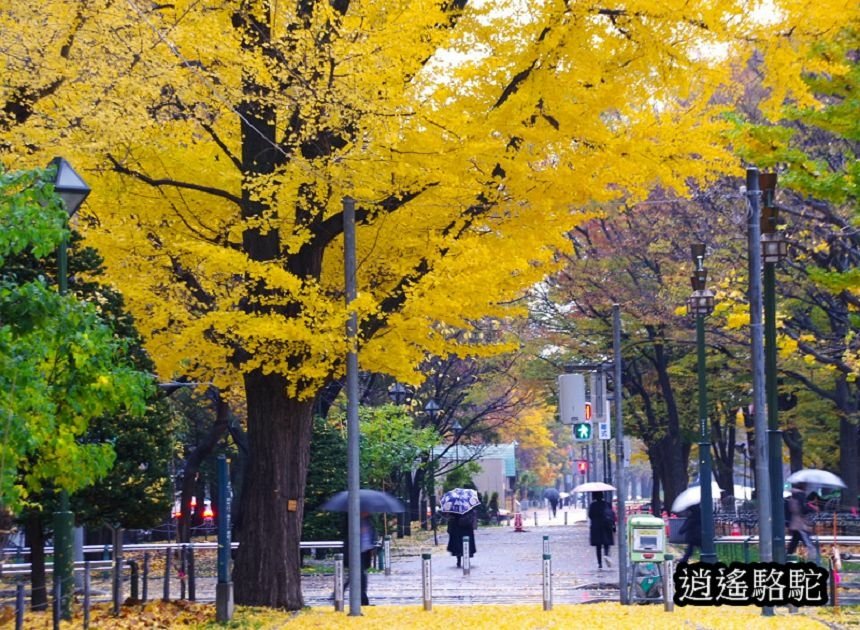 深秋寒雨中的大通公園-日本駱駝