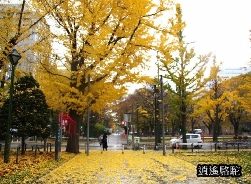 深秋寒雨中的大通公園-日本駱駝