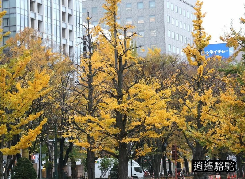 深秋寒雨中的大通公園-日本駱駝