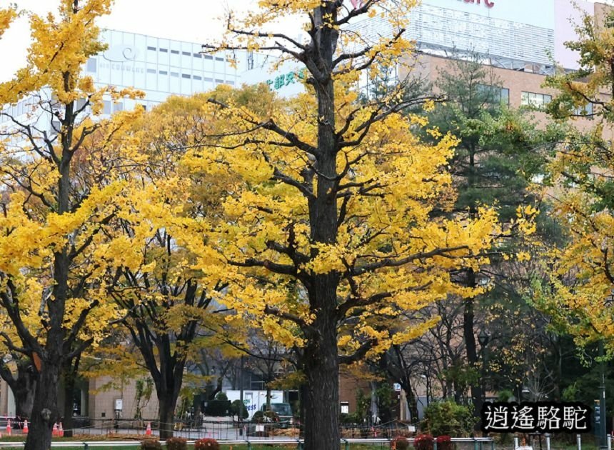 深秋寒雨中的大通公園-日本駱駝