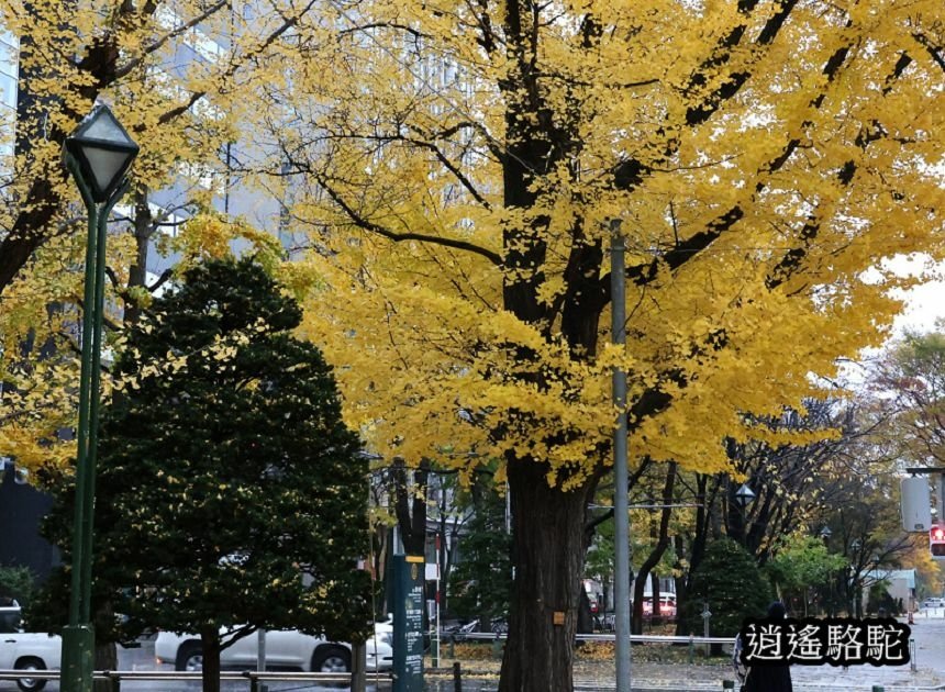 深秋寒雨中的大通公園-日本駱駝