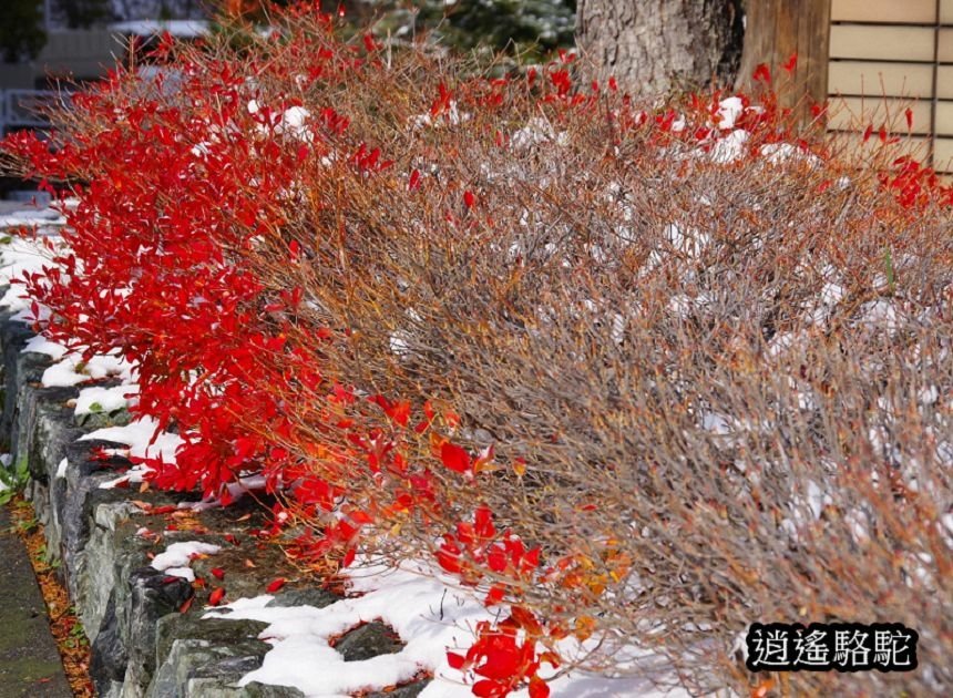 定山溪大橋-日本駱駝