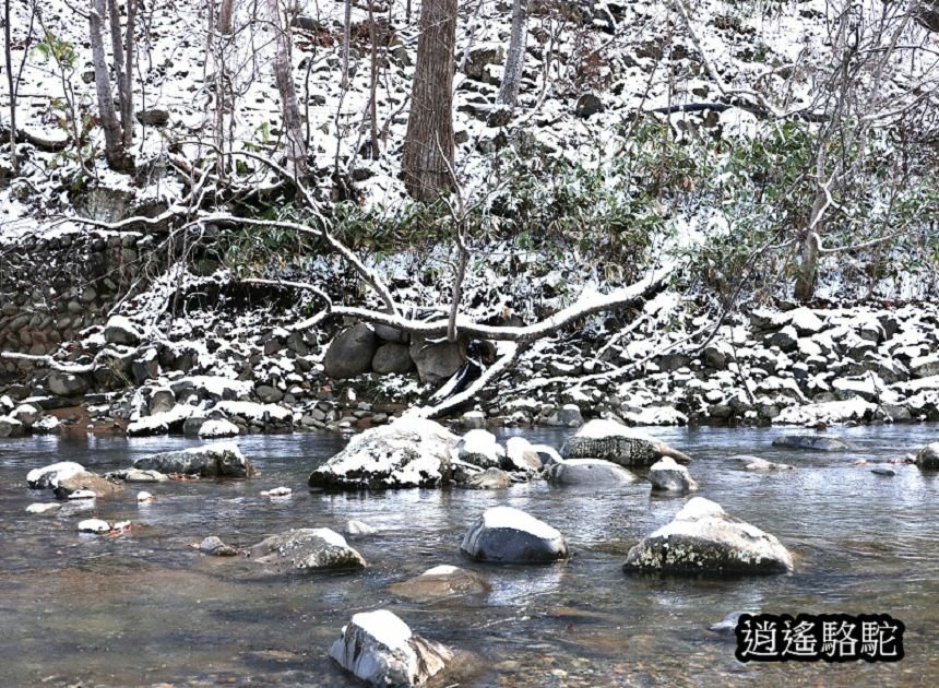 定山溪二見公園-日本駱駝