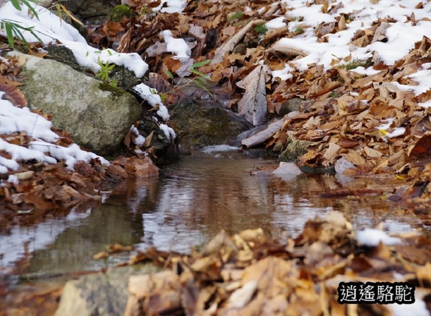 定山溪二見公園-日本駱駝