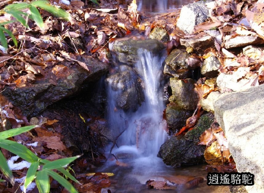 定山溪二見公園-日本駱駝