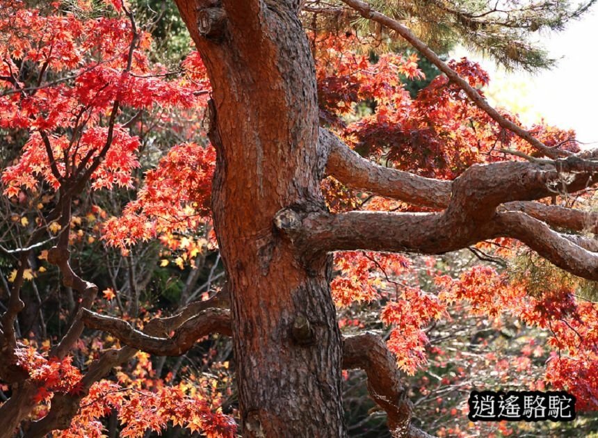 中島公園深秋-日本駱駝