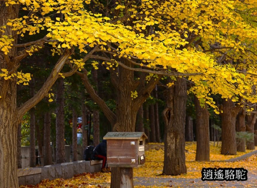 中島公園深秋-日本駱駝