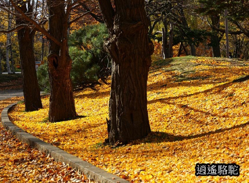 中島公園深秋-日本駱駝