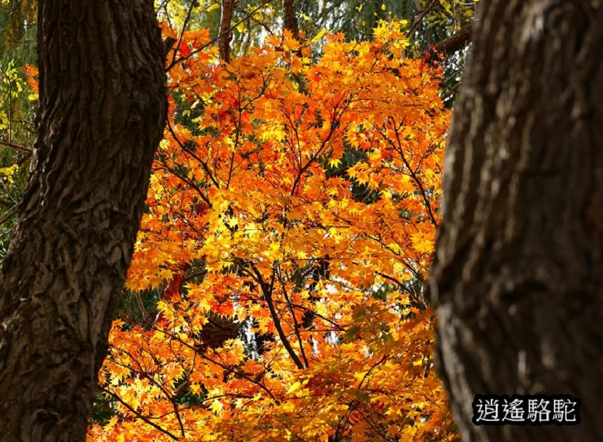 中島公園深秋-日本駱駝