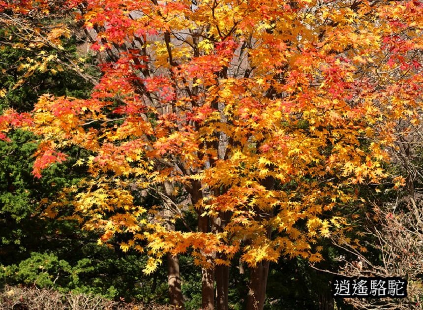 中島公園深秋-日本駱駝