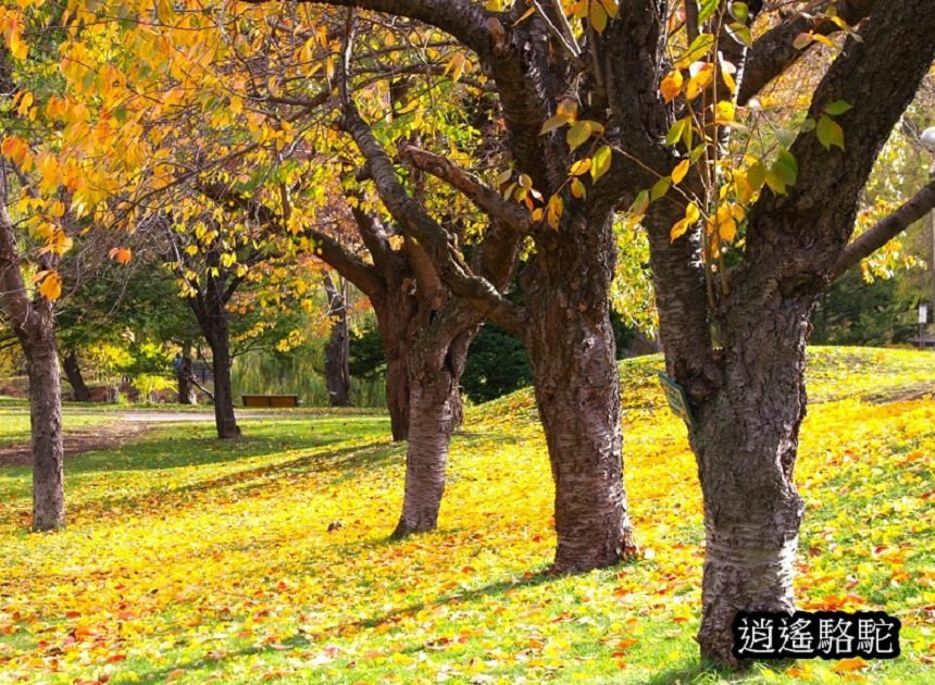 中島公園深秋-日本駱駝