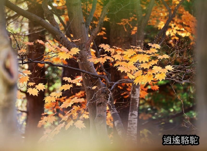 中島公園深秋-日本駱駝