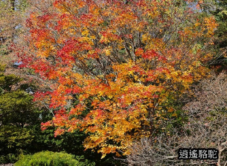 中島公園深秋-日本駱駝