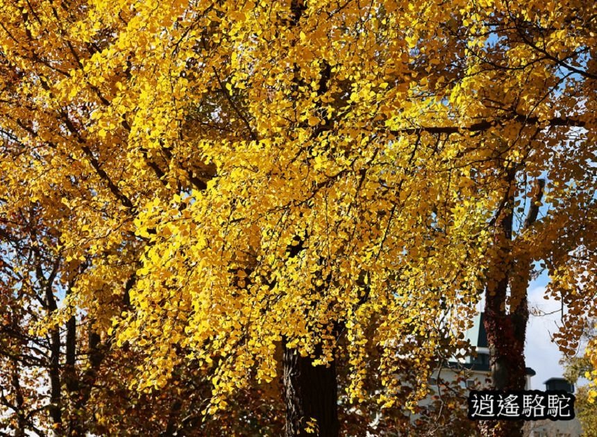 中島公園深秋-日本駱駝