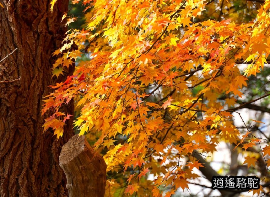 中島公園深秋-日本駱駝