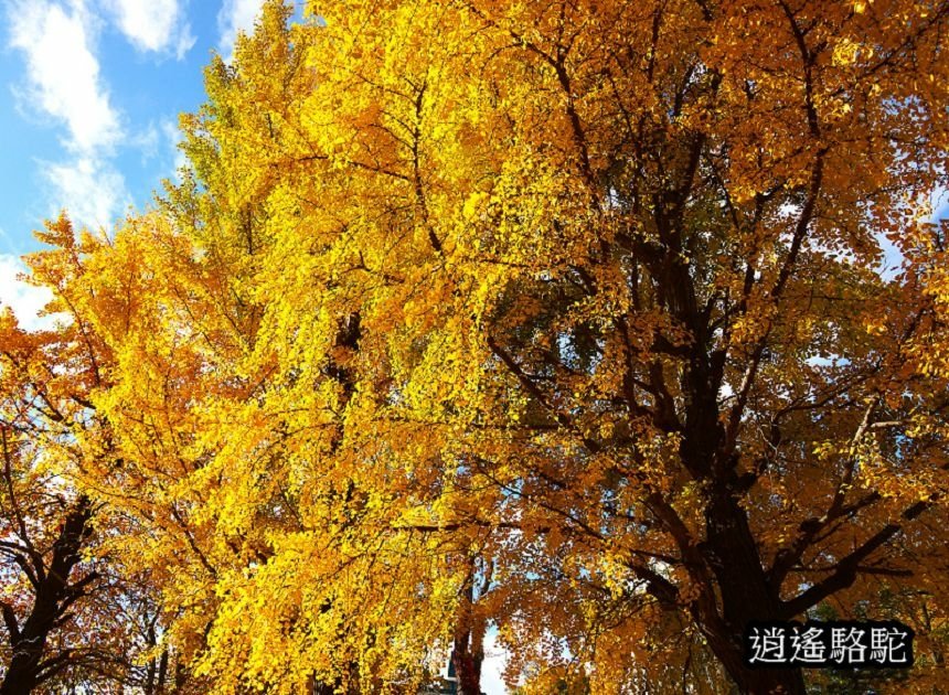 中島公園深秋-日本駱駝