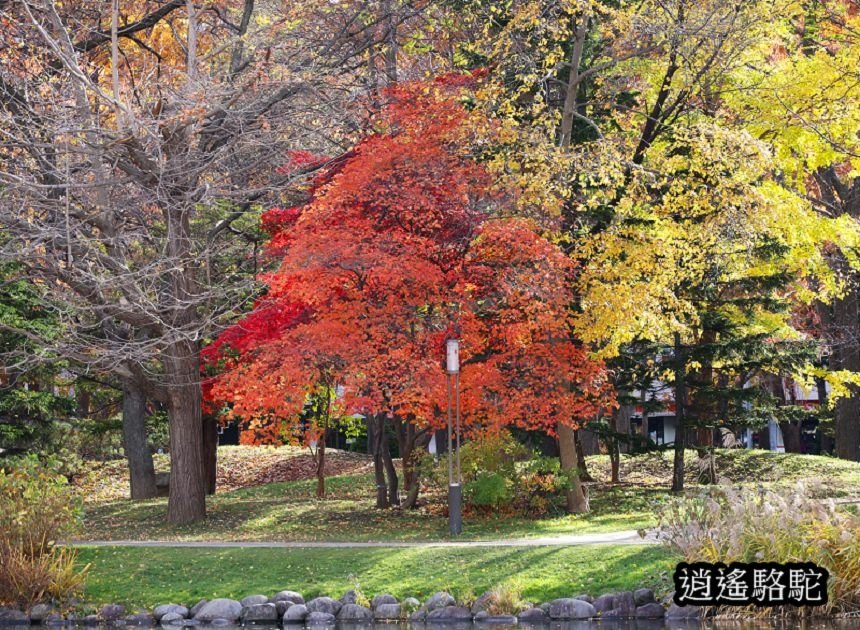 中島公園深秋-日本駱駝