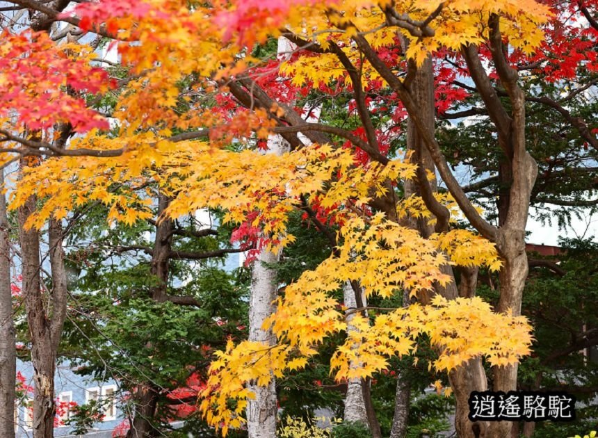 菖蒲池畔秋葉繽紛-日本駱駝