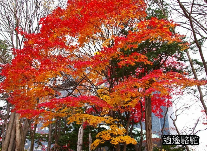 菖蒲池畔秋葉繽紛-日本駱駝