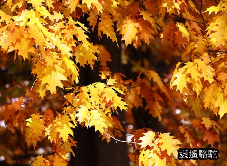 菖蒲池畔秋葉繽紛-日本駱駝