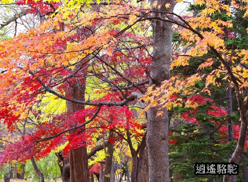 菖蒲池畔秋葉繽紛-日本駱駝