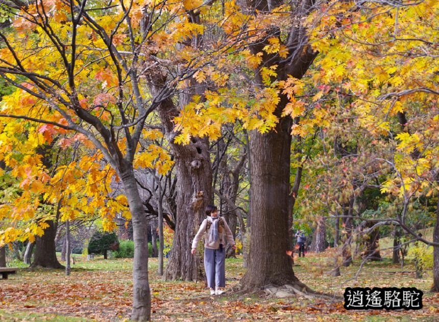 菖蒲池畔秋葉繽紛-日本駱駝