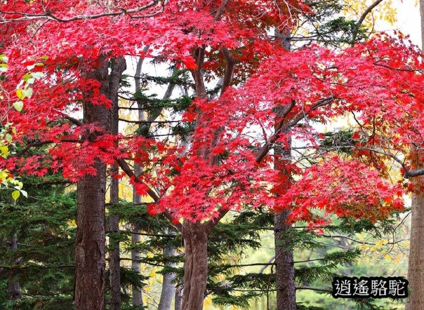 菖蒲池畔秋葉繽紛-日本駱駝