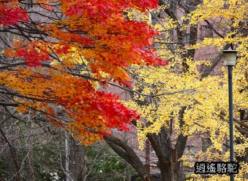 菖蒲池畔秋葉繽紛-日本駱駝