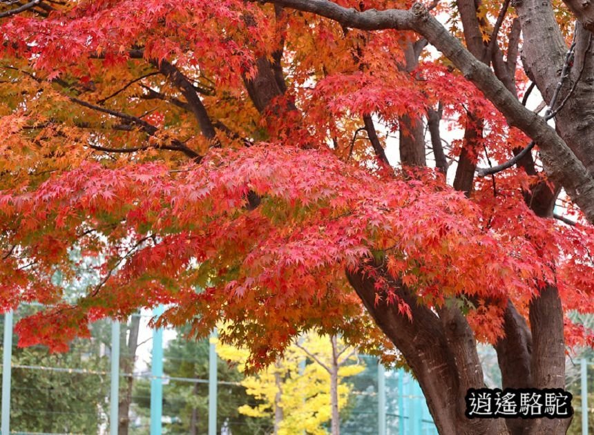 真駒內車站前楓紅層層-日本駱駝