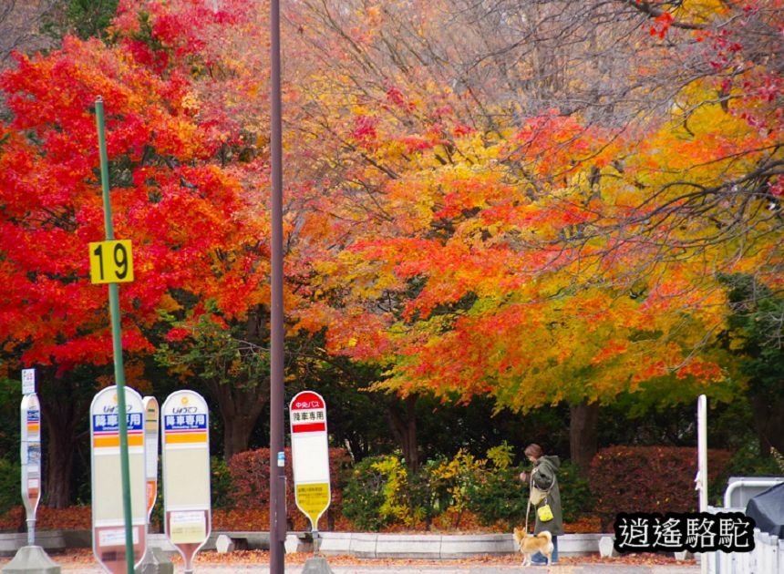 真駒內車站前楓紅層層-日本駱駝