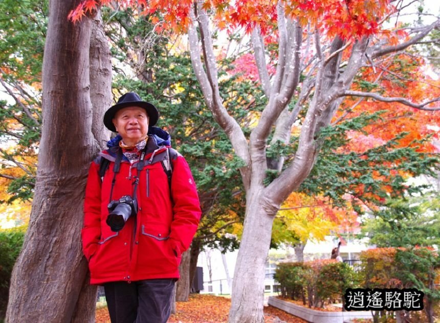 真駒內車站前楓紅層層-日本駱駝