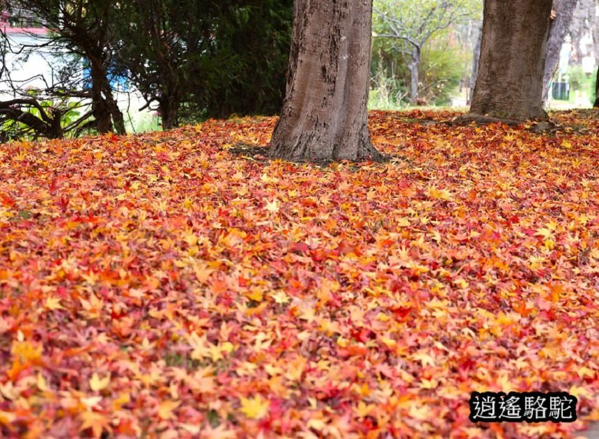 真駒內車站前楓紅層層-日本駱駝