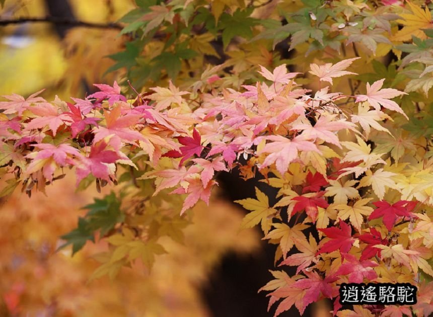 真駒內車站前楓紅層層-日本駱駝