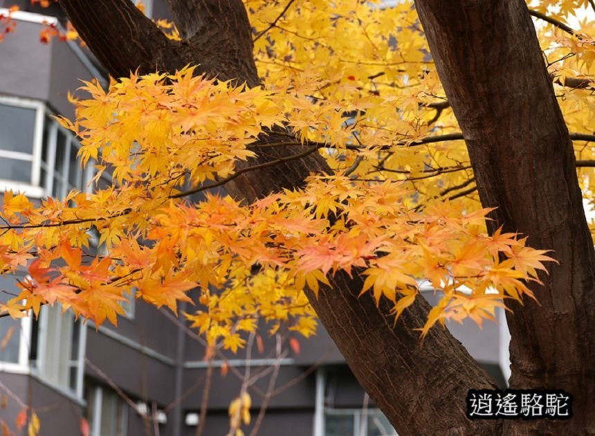 真駒內車站前楓紅層層-日本駱駝