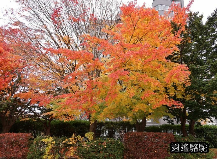 真駒內車站前楓紅層層-日本駱駝