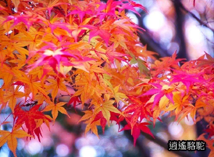 真駒內車站前楓紅層層-日本駱駝