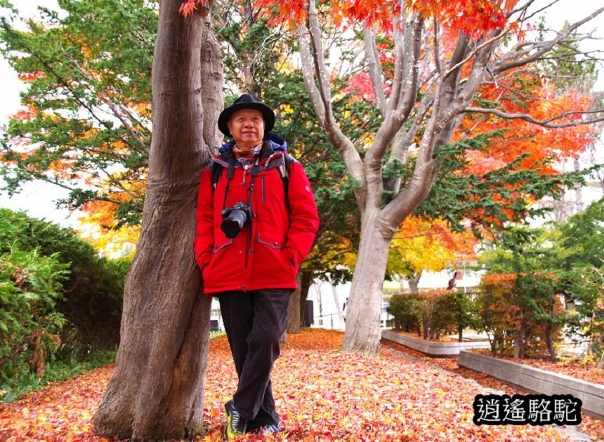 真駒內車站前楓紅層層-日本駱駝