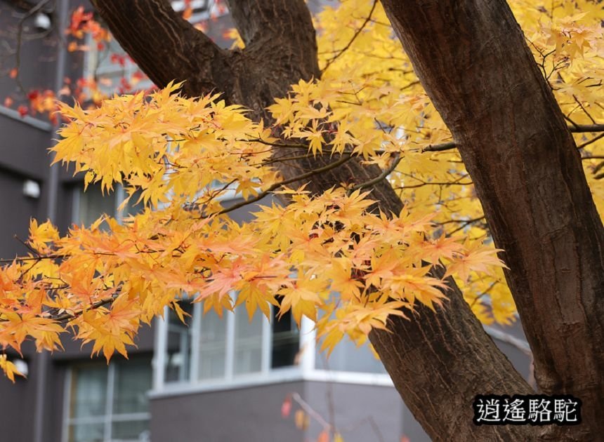 真駒內車站前楓紅層層-日本駱駝