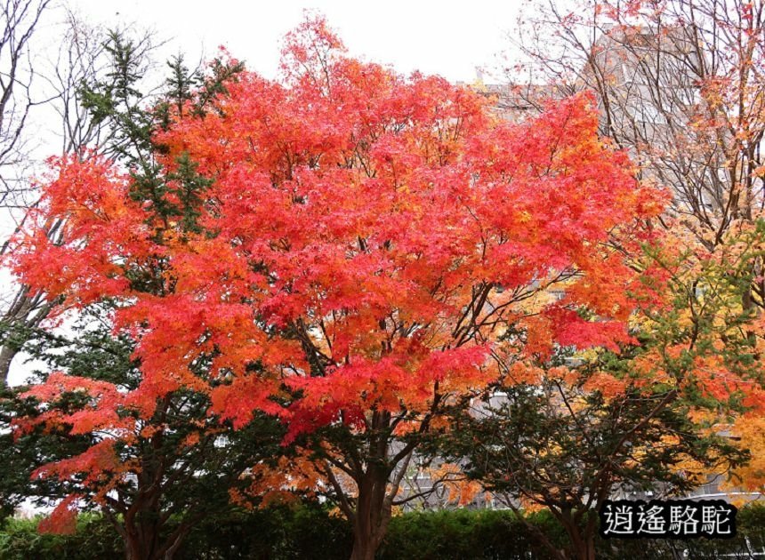 真駒內車站前楓紅層層-日本駱駝