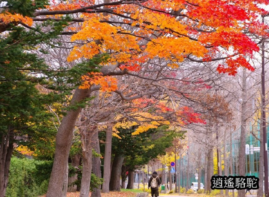 真駒內車站前楓紅層層-日本駱駝