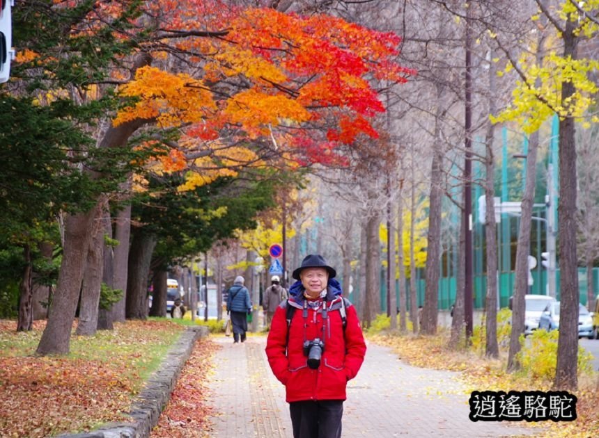 真駒內車站前楓紅層層-日本駱駝