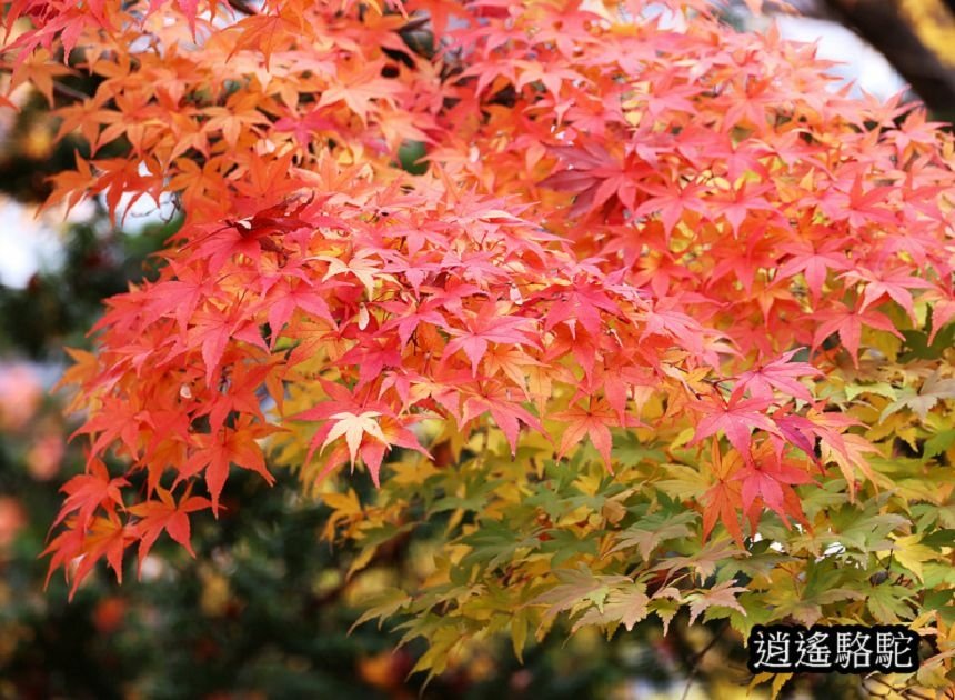 真駒內車站前楓紅層層-日本駱駝