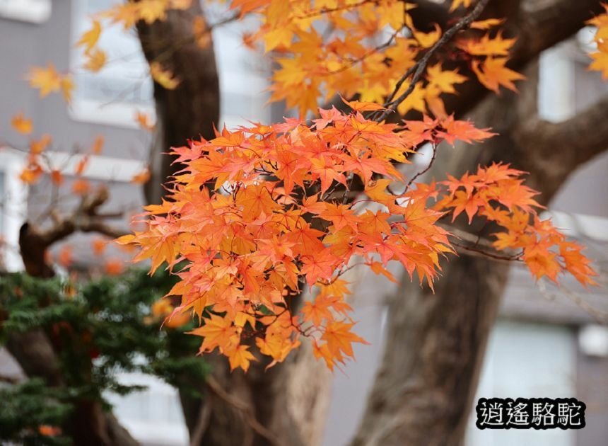 真駒內車站前楓紅層層-日本駱駝