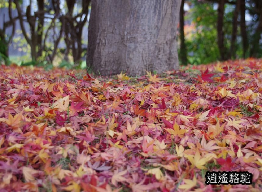 真駒內車站前楓紅層層-日本駱駝