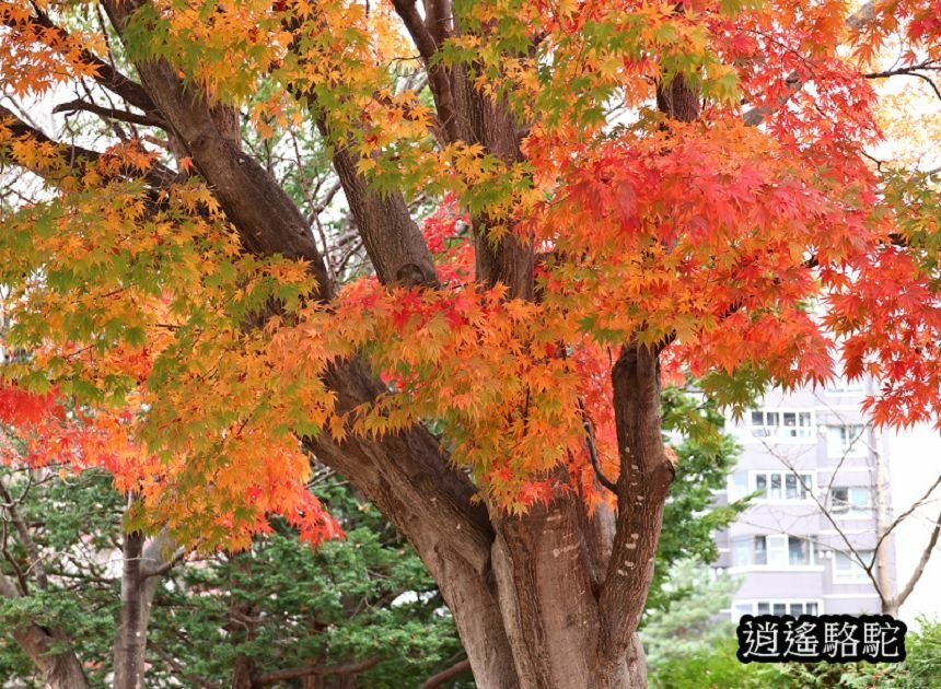 真駒內車站前楓紅層層-日本駱駝