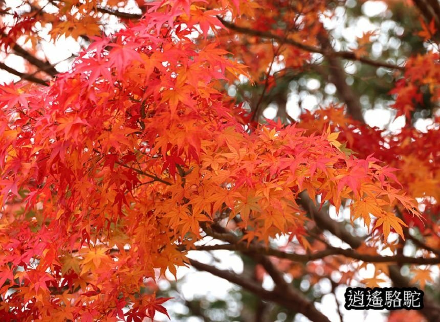 真駒內車站前楓紅層層-日本駱駝