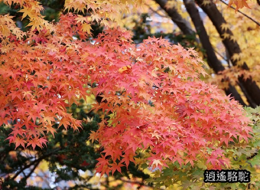 真駒內車站前楓紅層層-日本駱駝